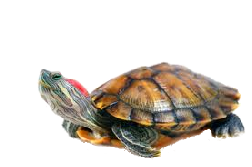 wpd91c1279.png